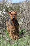 AIREDALE TERRIER 123